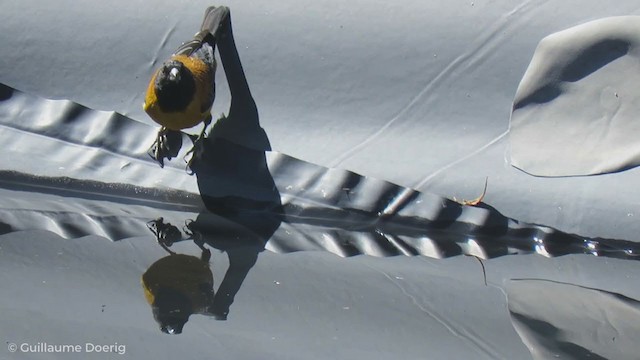 svarthodeandesspurv - ML255164101