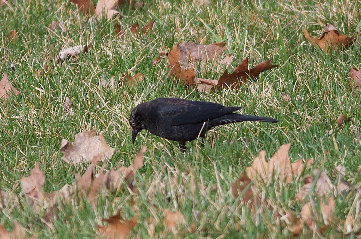 Rusty Blackbird - ML25516431