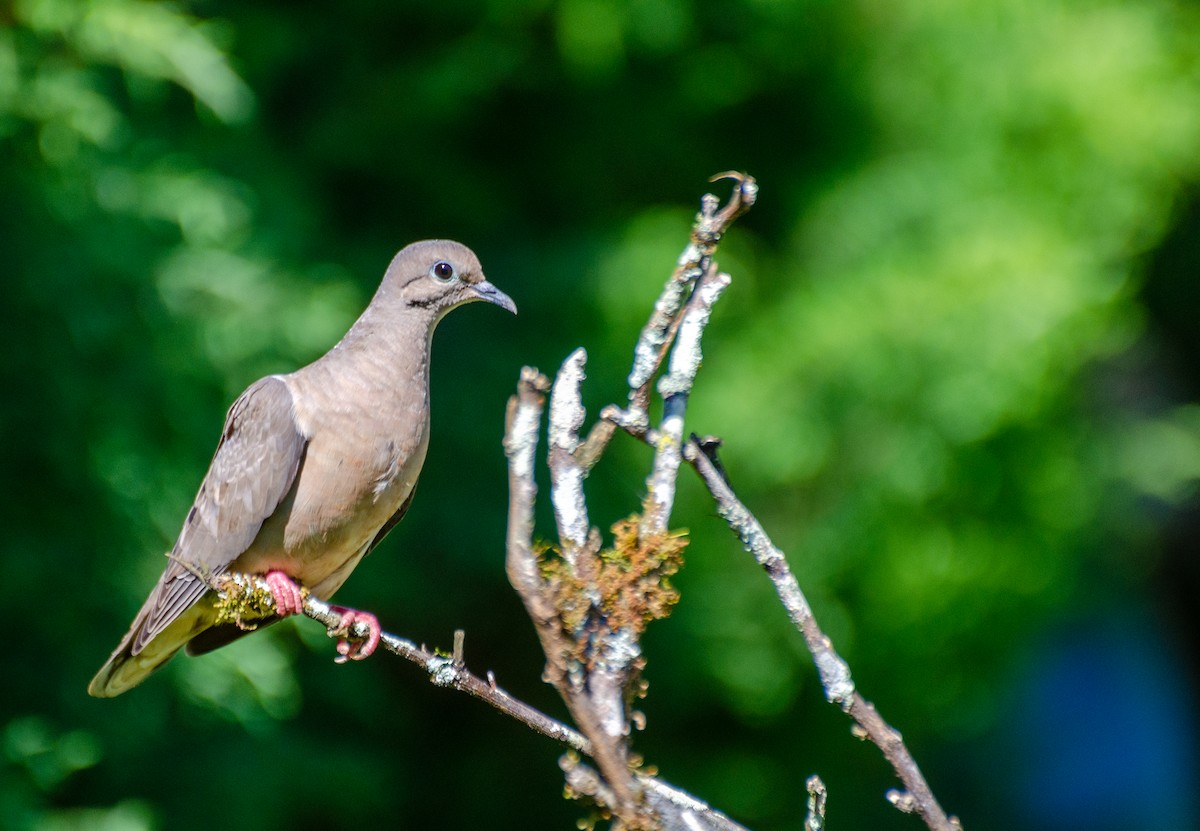 Eared Dove - Marcos Eugênio Birding Guide