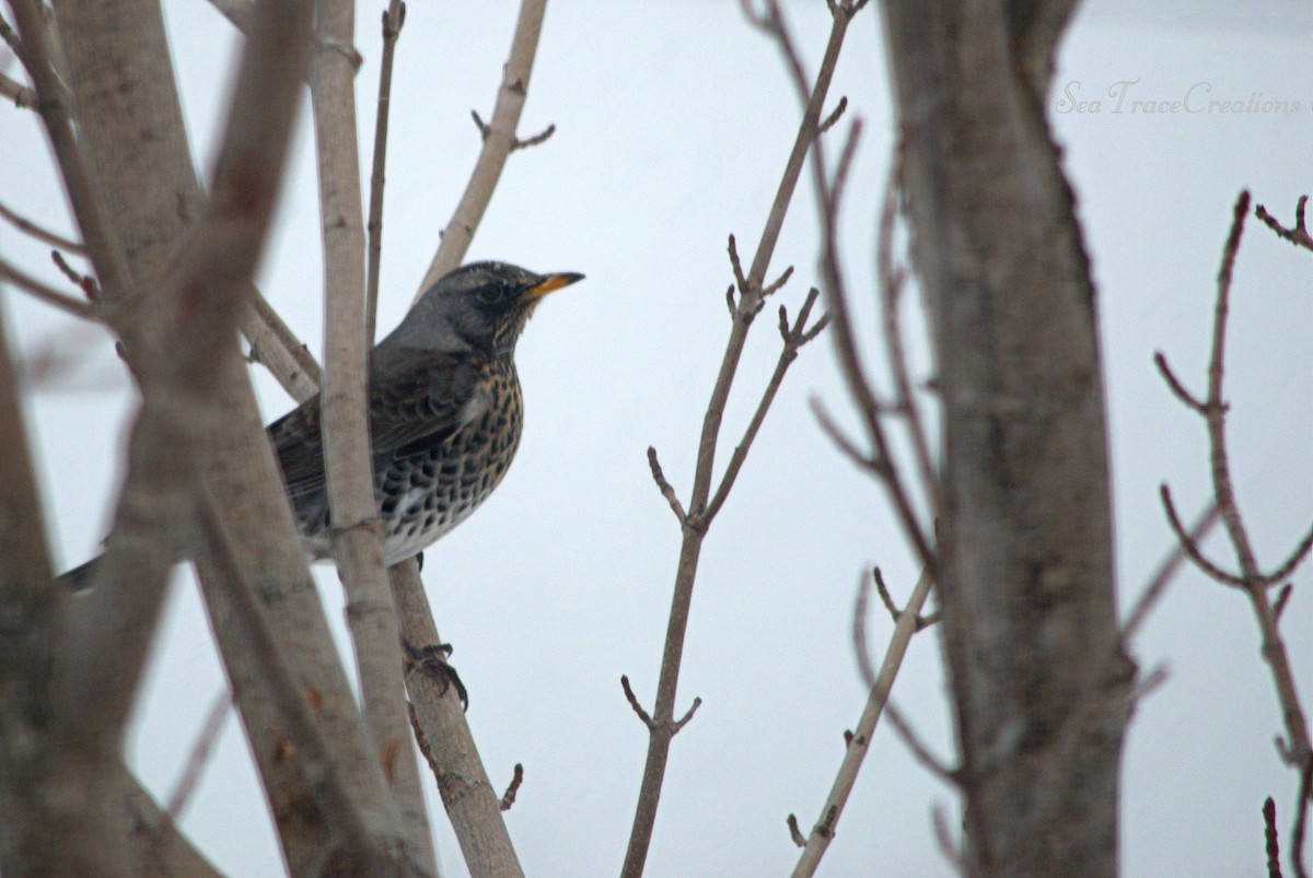 Fieldfare - ML25516731