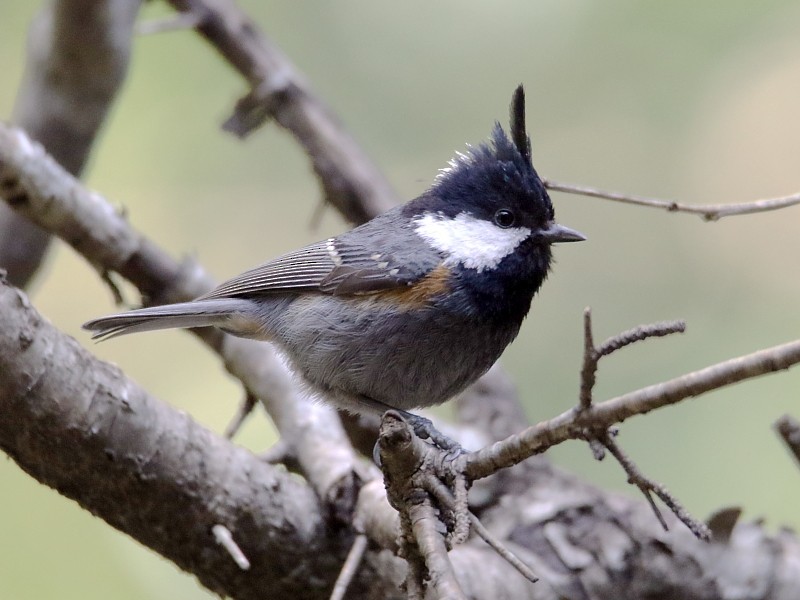 Coal Tit (Black-crested) - Pavel Parkhaev