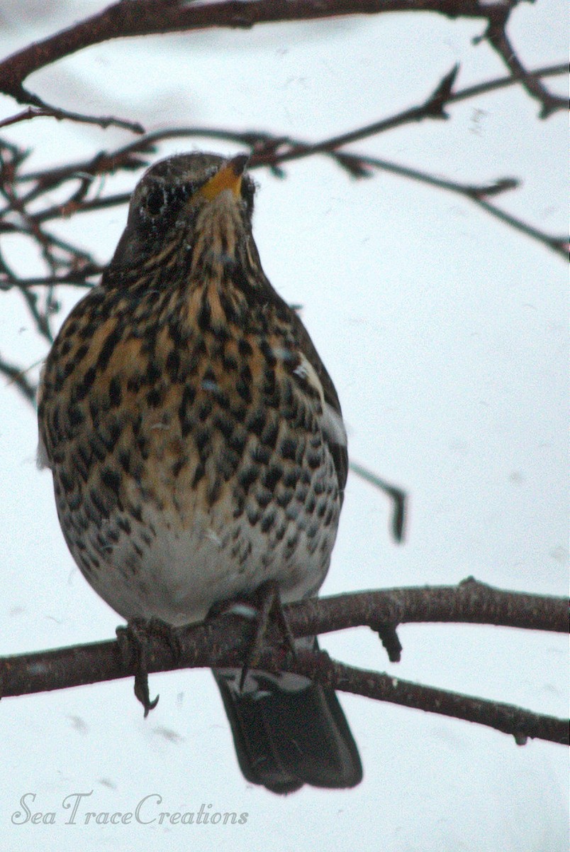 Fieldfare - ML25516751