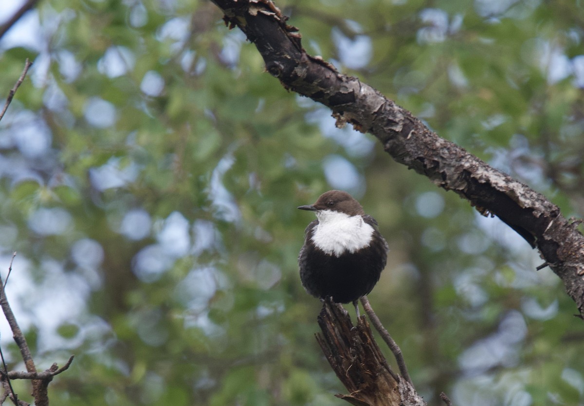 White-throated Dipper - ML255169111