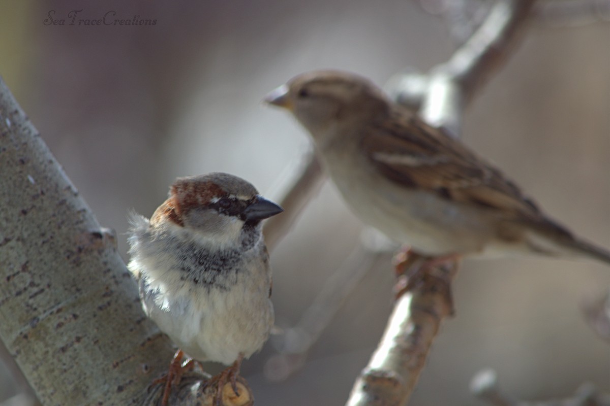 House Sparrow - ML25516961