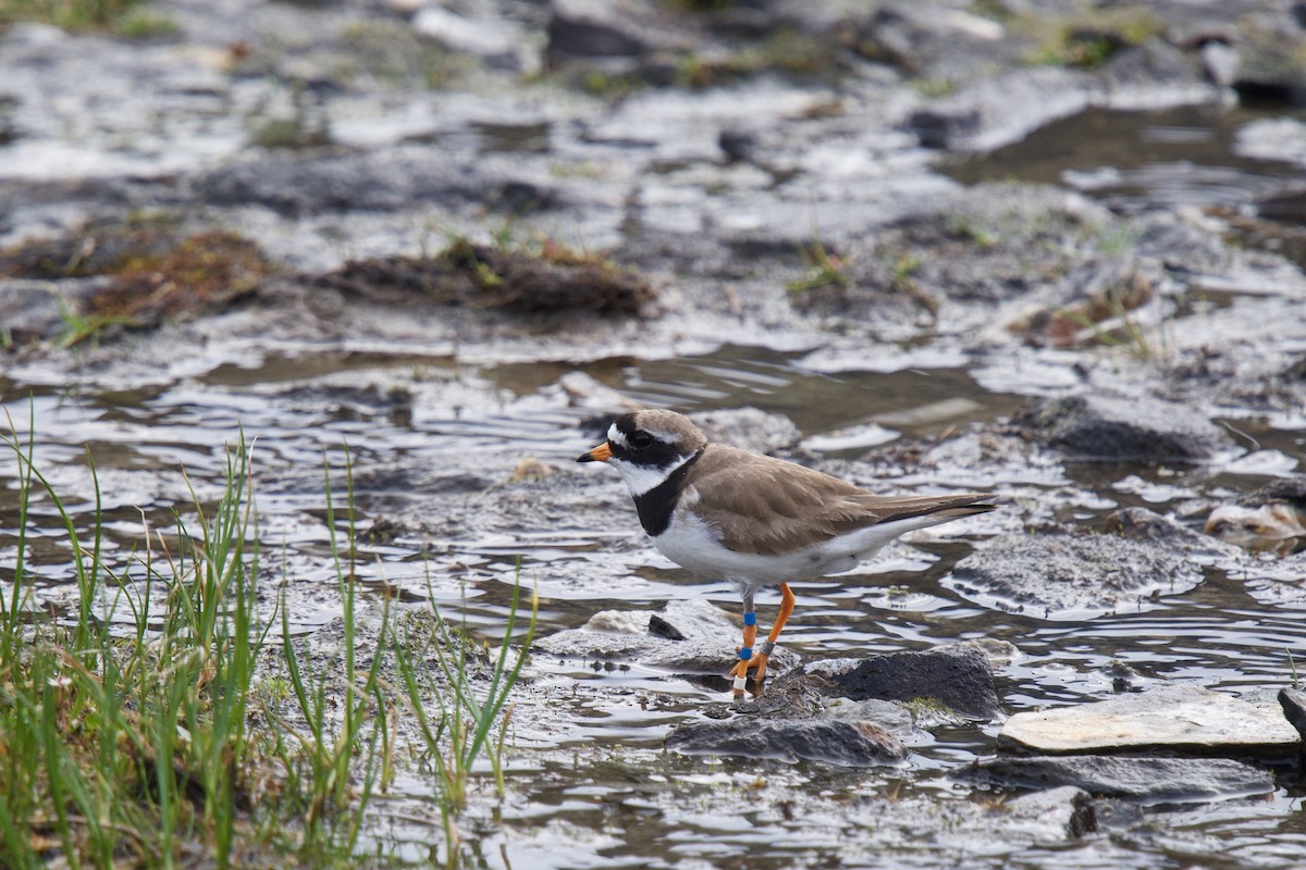 Common Ringed Plover - ML255169621