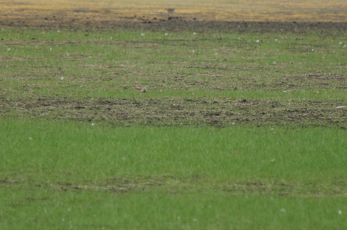 Buff-breasted Sandpiper - ML255169841