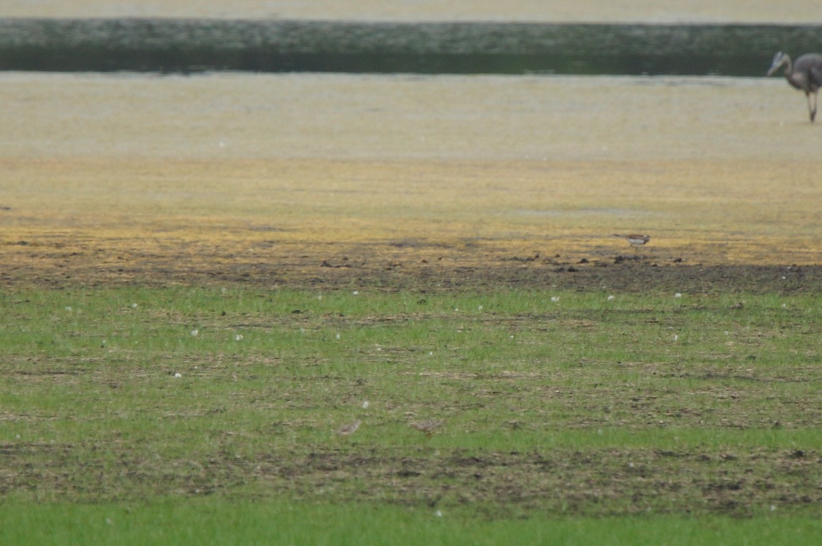 Buff-breasted Sandpiper - ML255169871