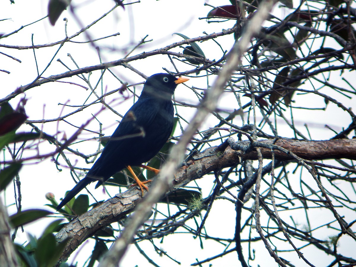 Pale-eyed Thrush - ML255170341