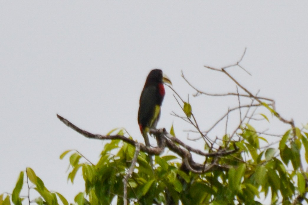 Ivory-billed Aracari - Alison Bentley