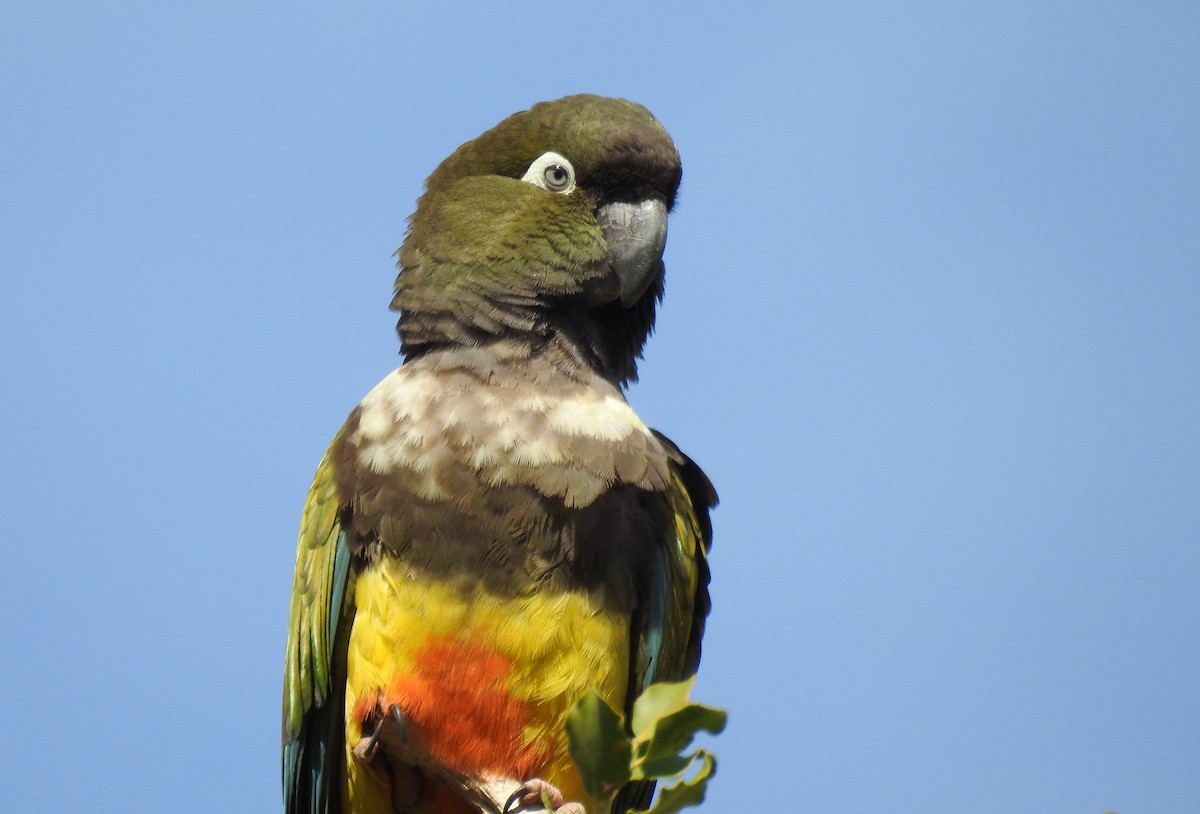 Burrowing Parakeet (Chilean) - Pablo Gutiérrez Maier