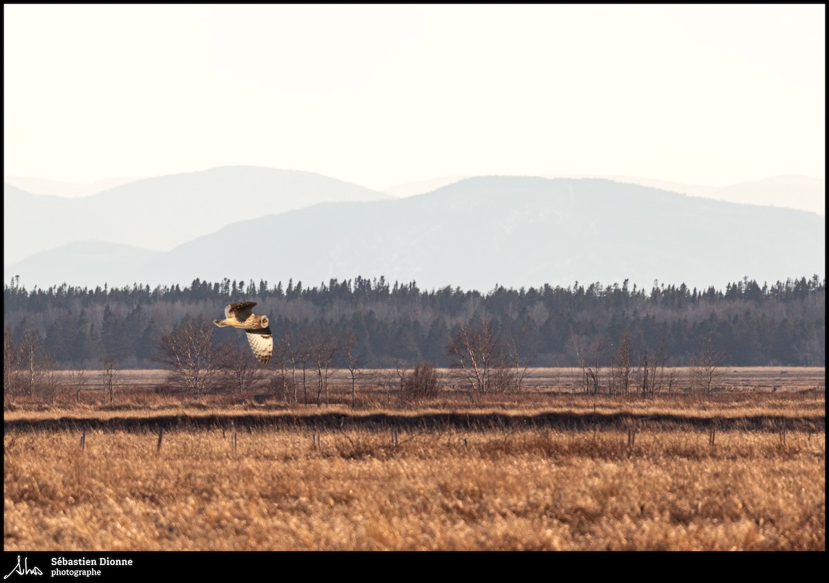 Short-eared Owl - ML255172151