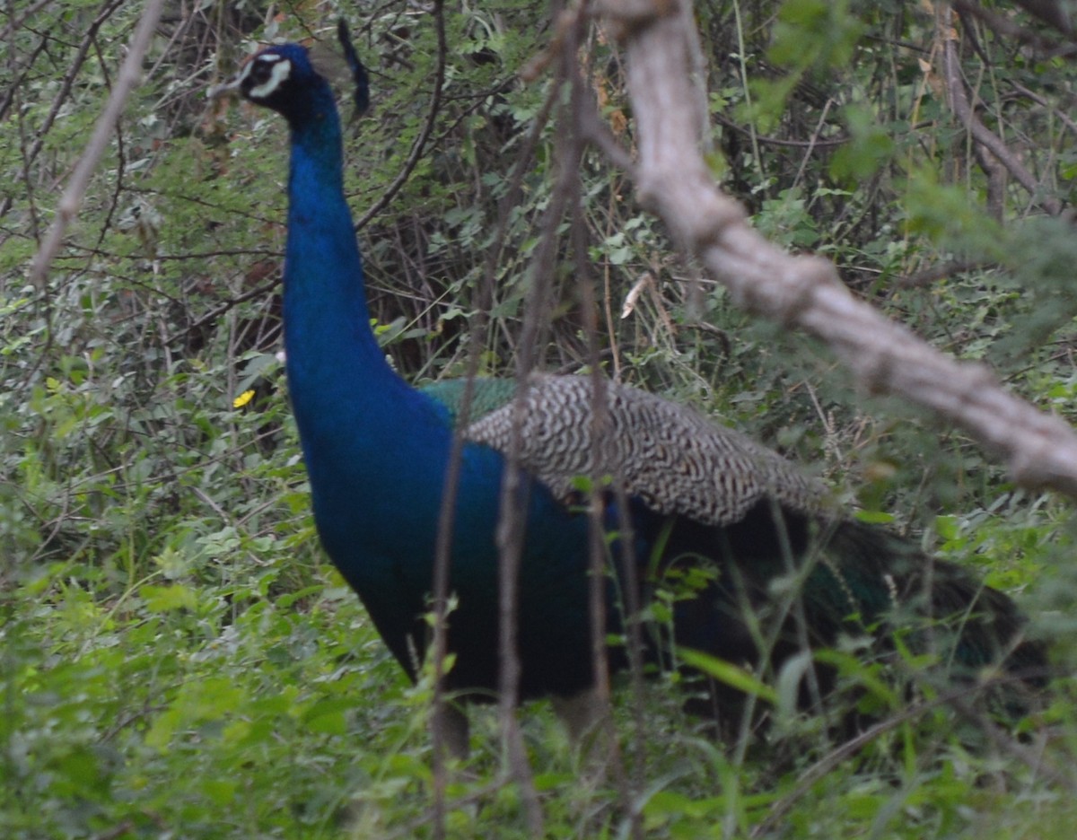 Indian Peafowl - ML255172441