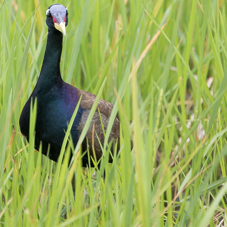 Bronze-winged Jacana - ML255172721