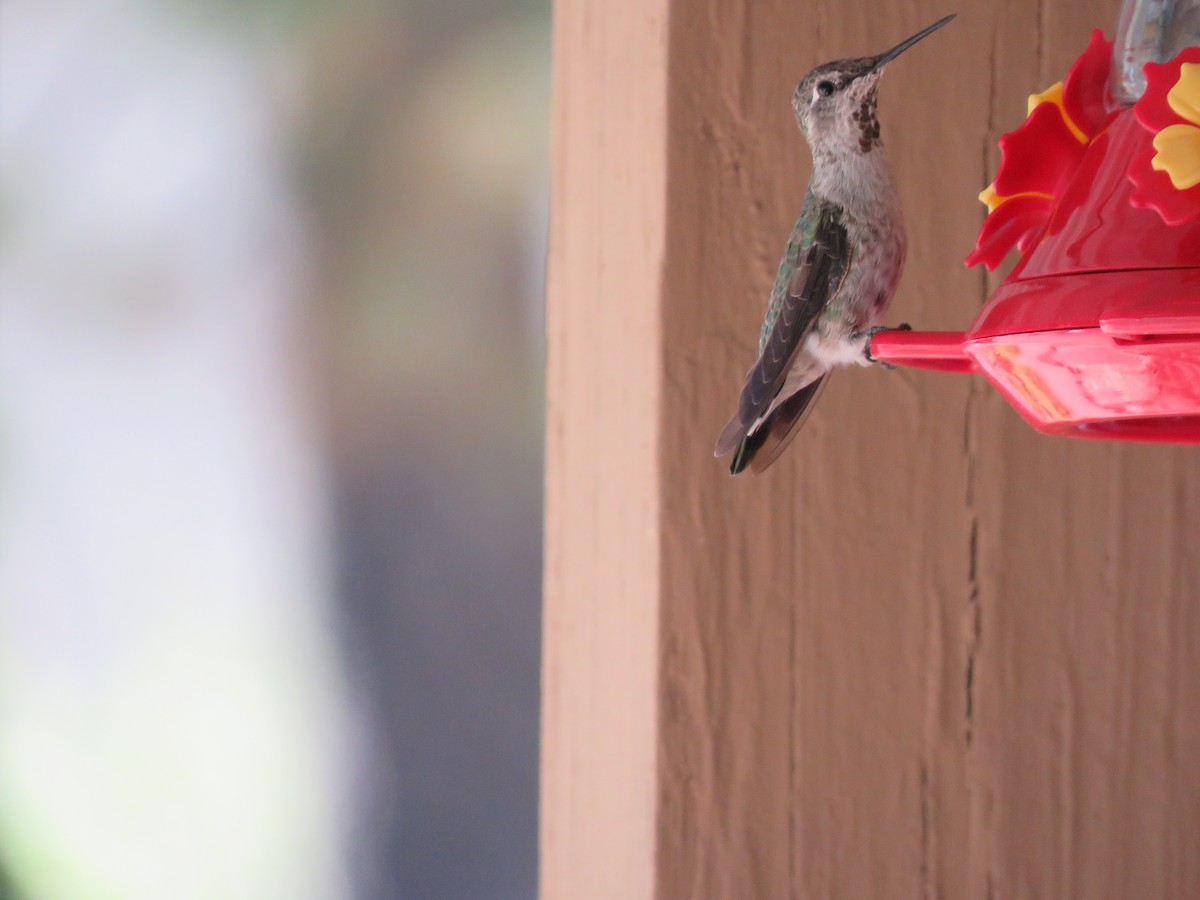 Anna's Hummingbird - Jennifer Rycenga