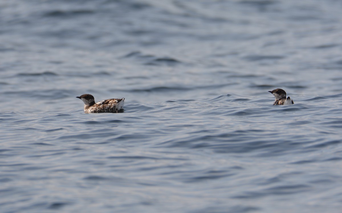 Marbled Murrelet - ML255174371