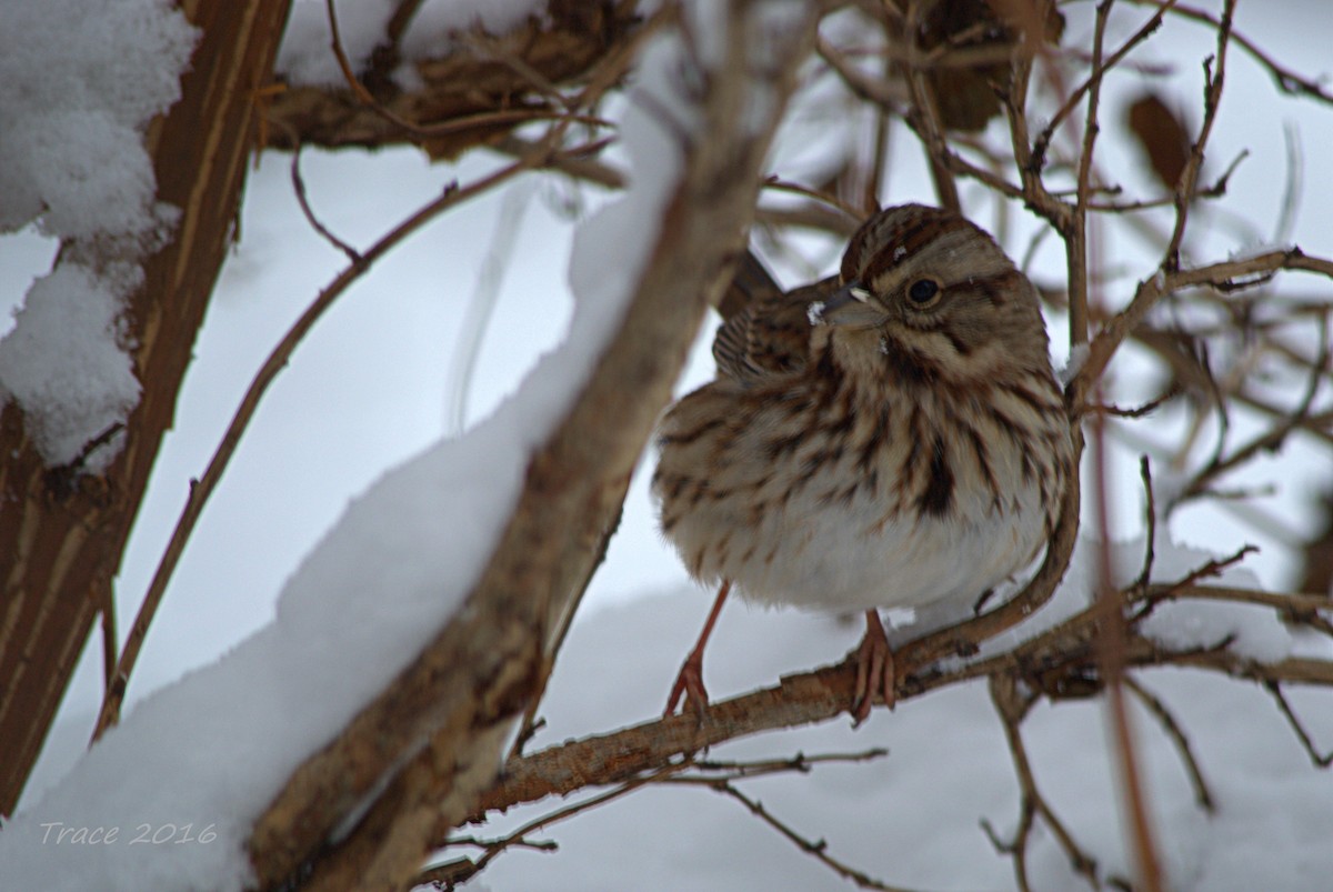 Song Sparrow - ML25517451