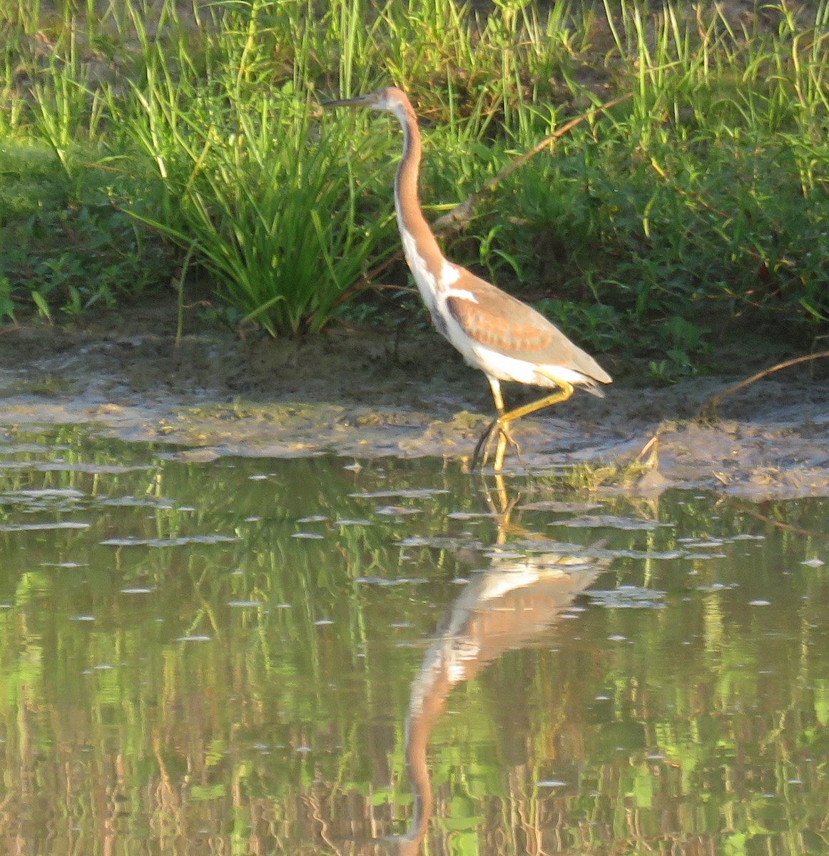 Tricolored Heron - ML255175141