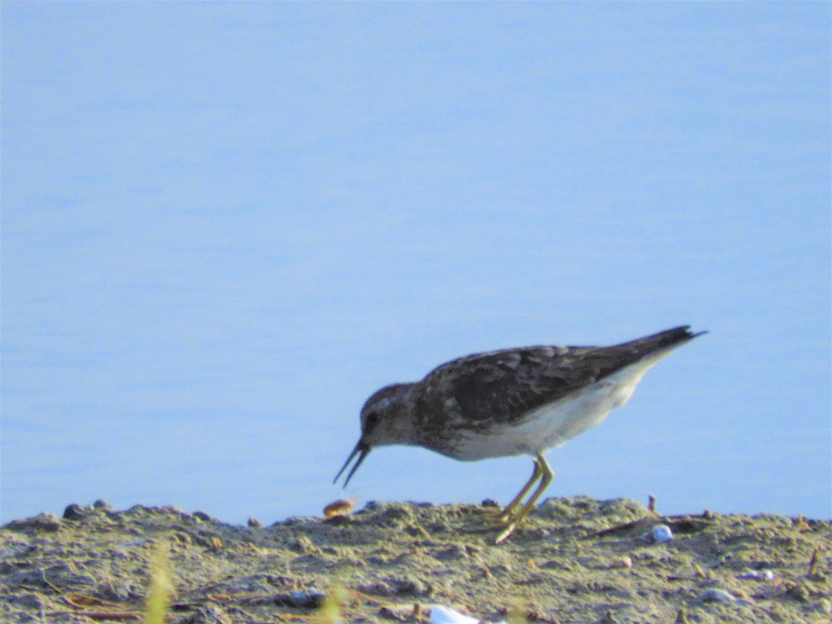 Least Sandpiper - Laura Markley