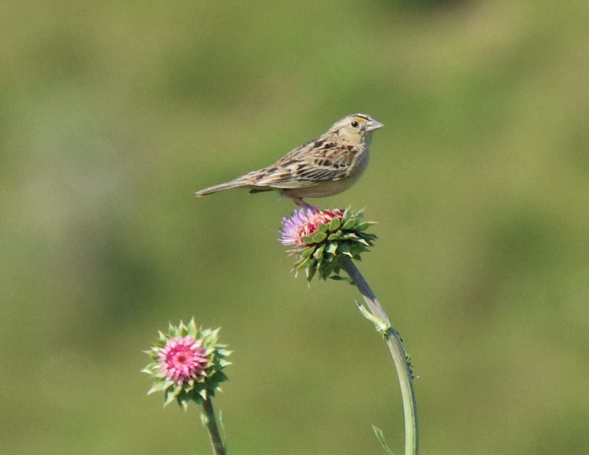 Grasshopper Sparrow - Donald Mackler