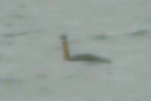 Red-necked Grebe - ML255178521