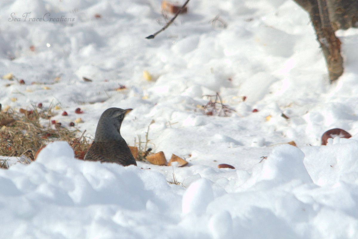 Fieldfare - ML25517921