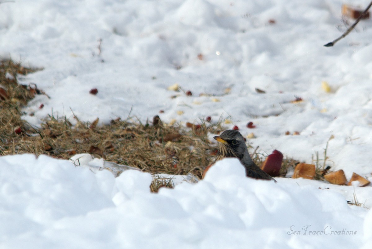 Fieldfare - ML25517931