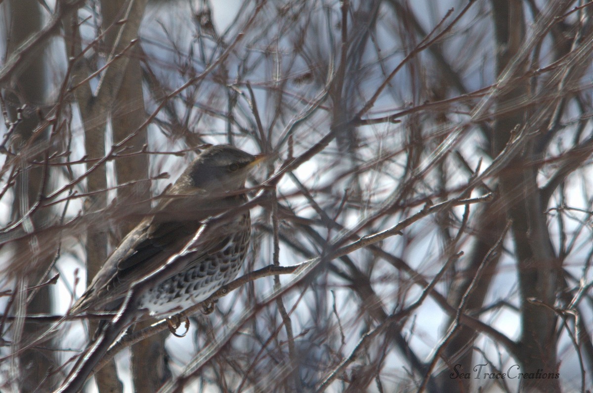 Fieldfare - ML25517941