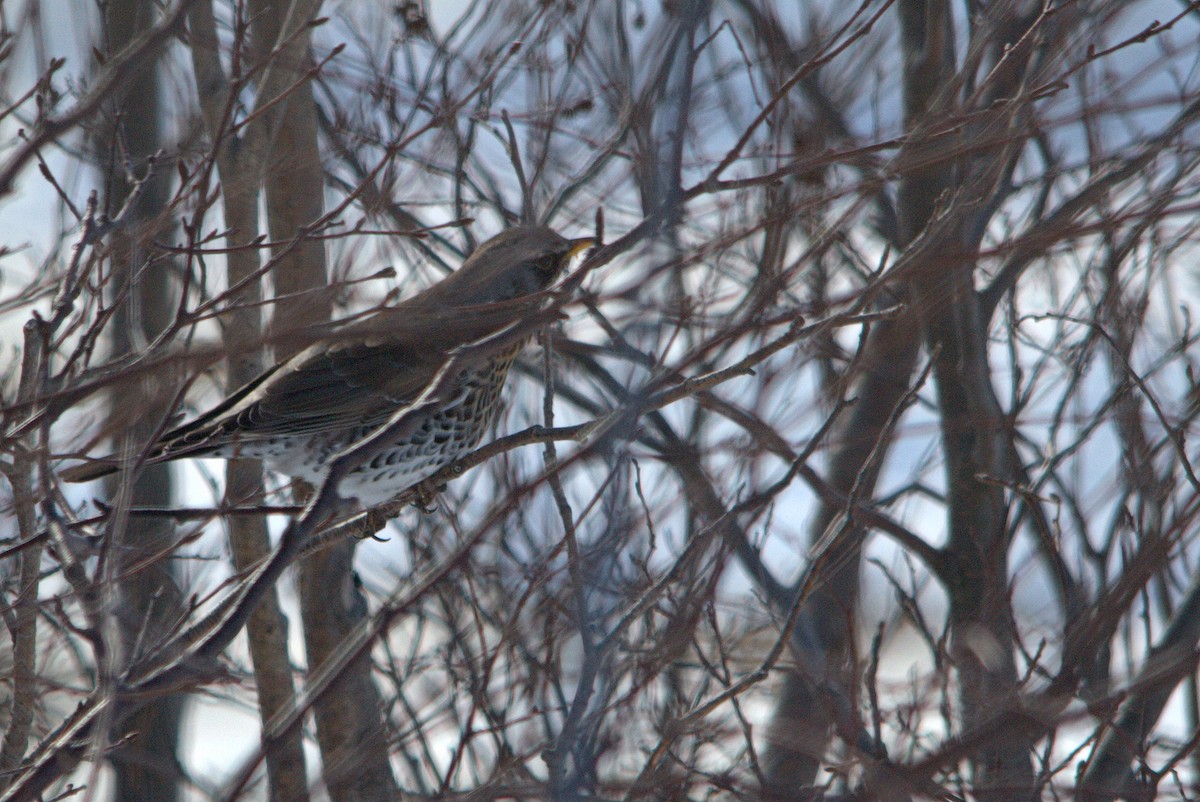 Fieldfare - ML25517951