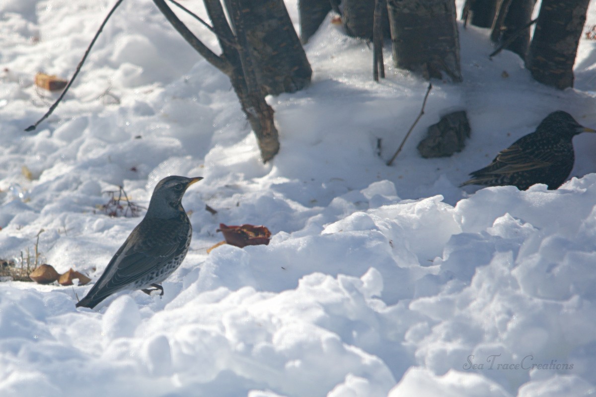 Fieldfare - ML25517961