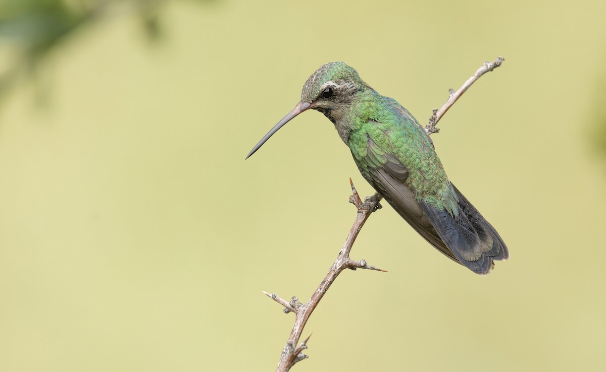 Broad-billed Hummingbird - ML255179631