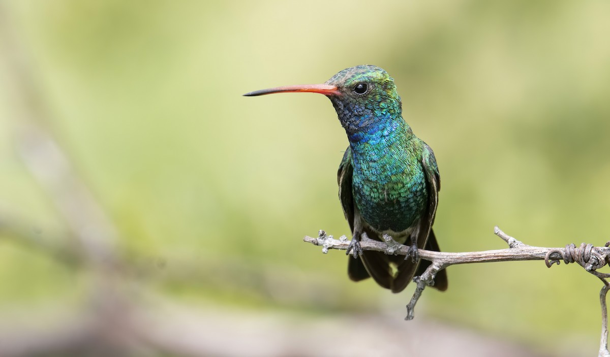 Broad-billed Hummingbird - ML255179701