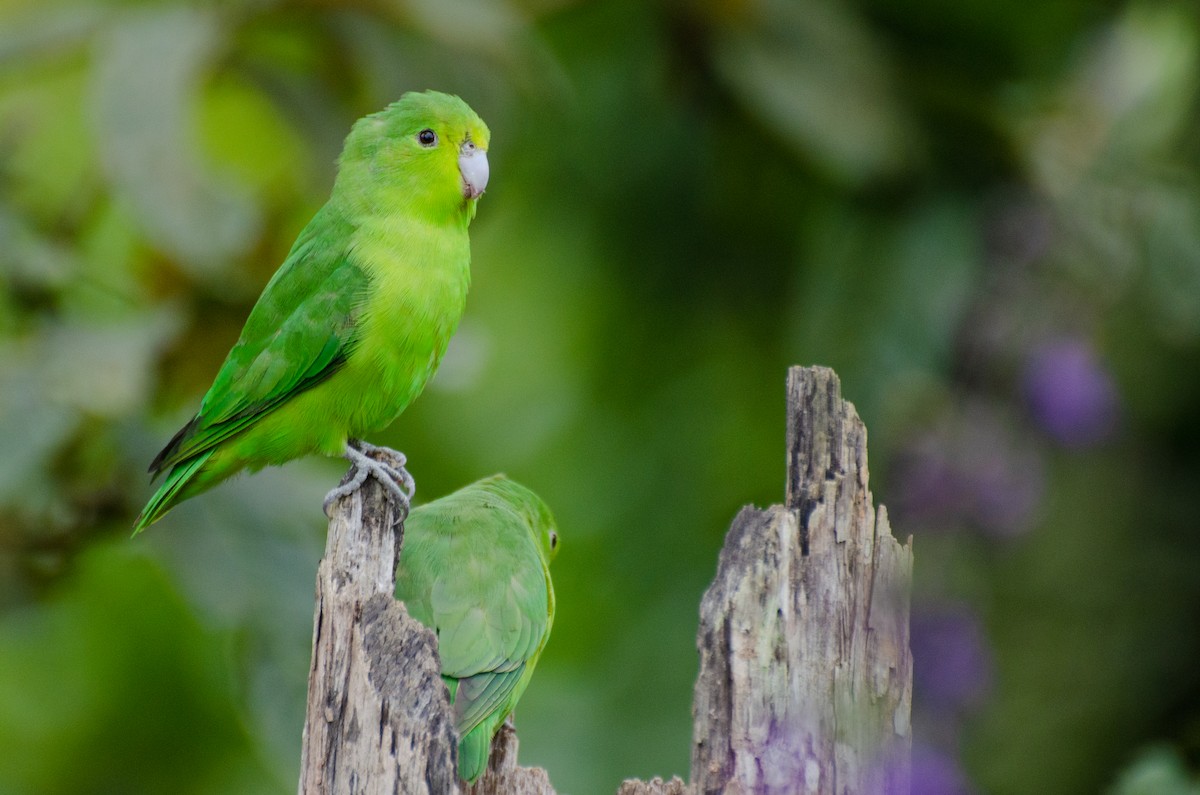 Cobalt-rumped Parrotlet - Marcos Eugênio Birding Guide