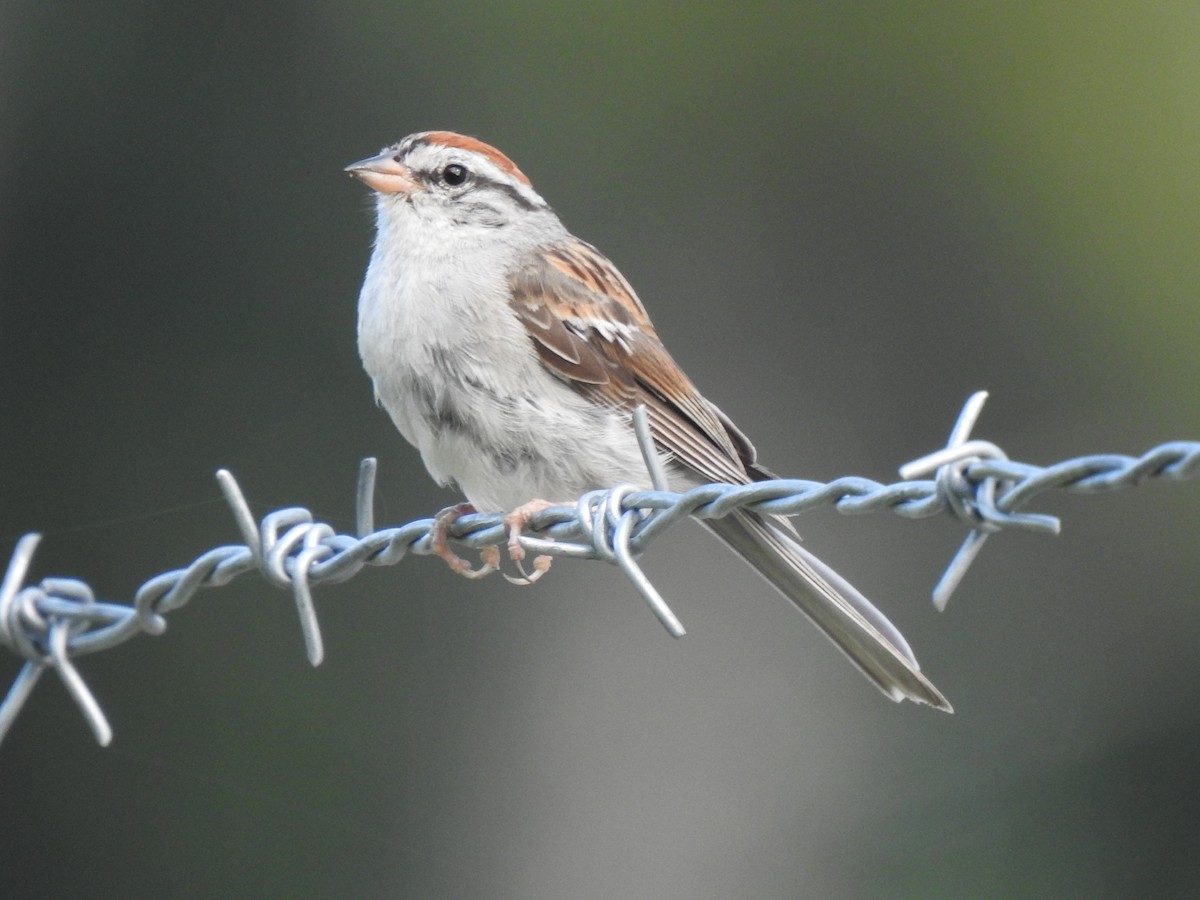 Chipping Sparrow - ML255180541
