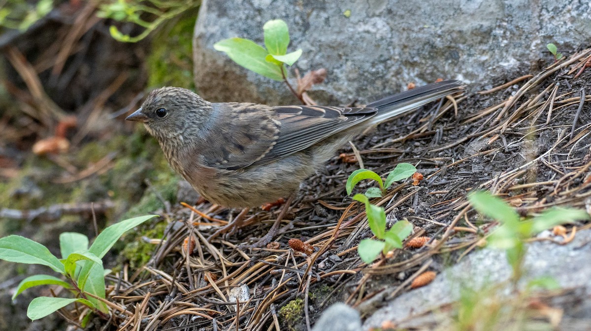 Dark-eyed Junco (Pink-sided) - ML255185671