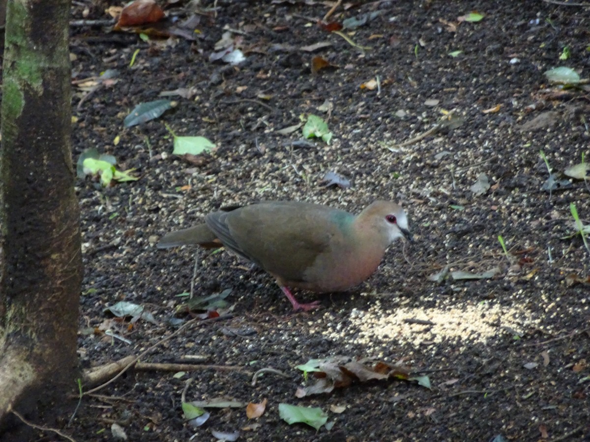 Lemon Dove - Stephen Chang