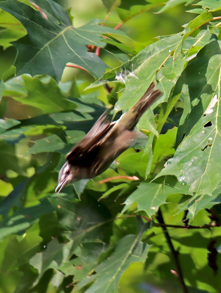 Rotaugenvireo - ML255186571