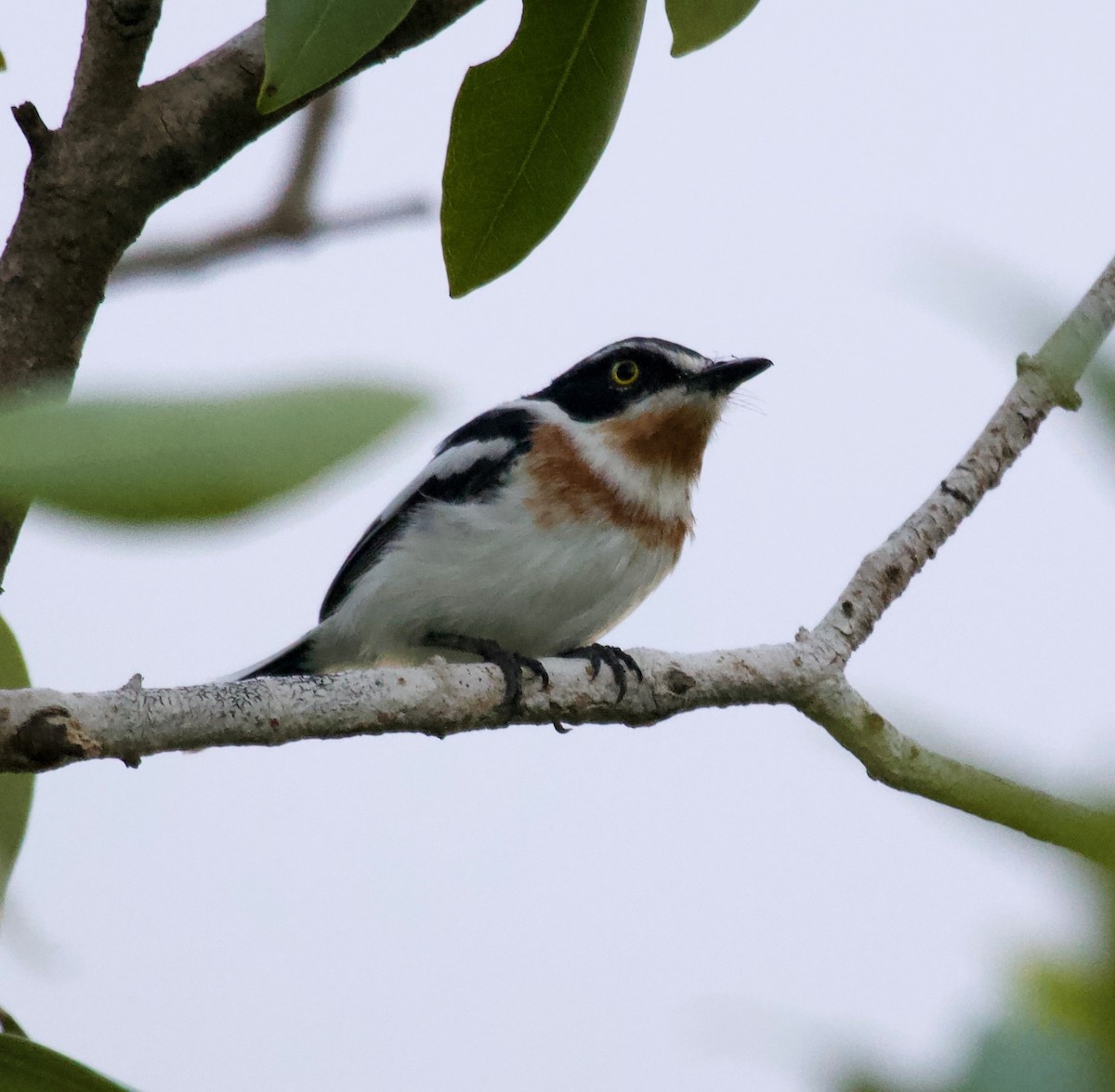 Pale Batis - Liam Ragan