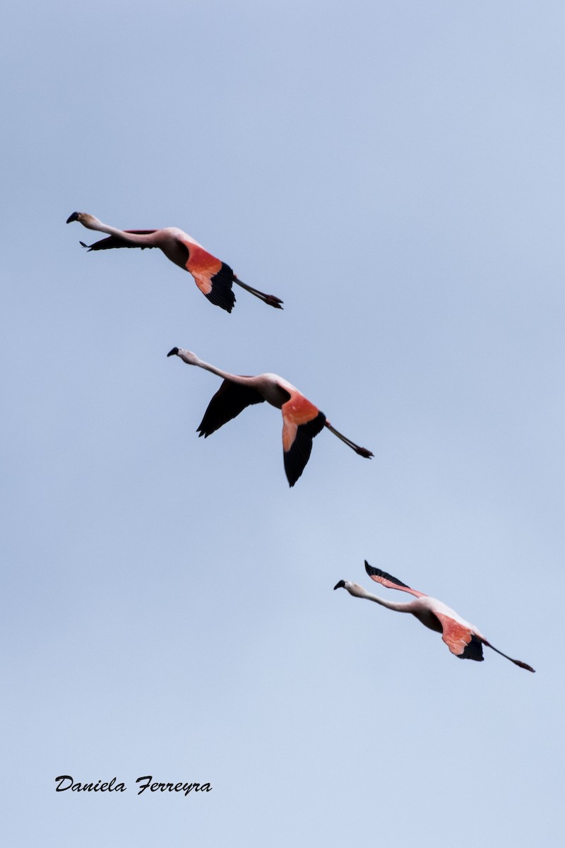 Chilean Flamingo - ML255189261