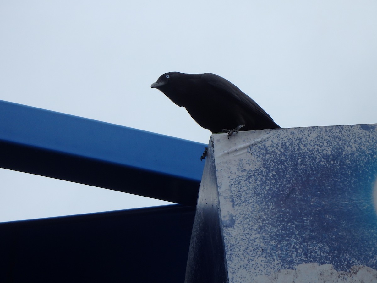 Corbeau de Torres - ML255189511