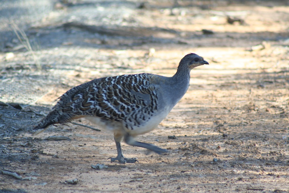 Malleefowl - ML255191221