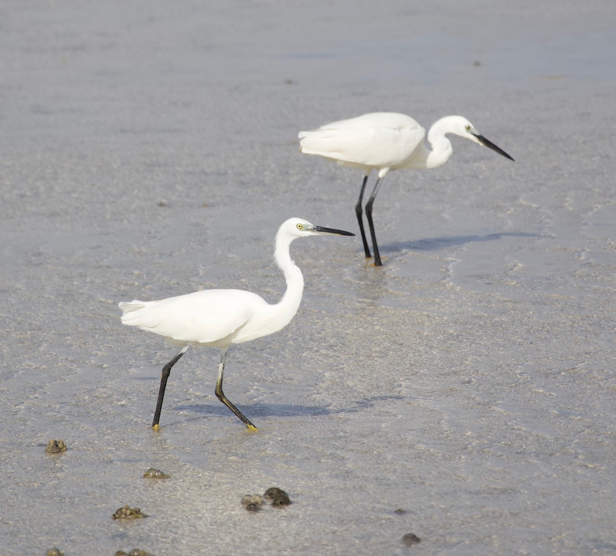 Little Egret - Liam Ragan