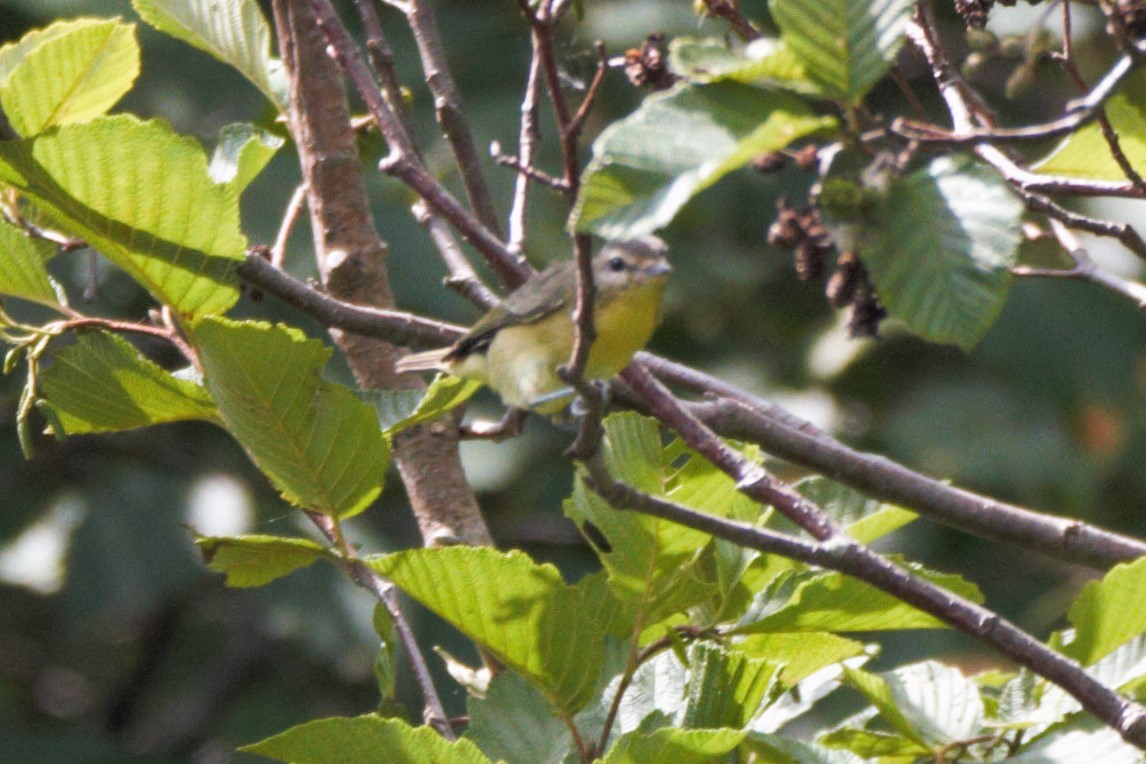 Philadelphia Vireo - ML255194131