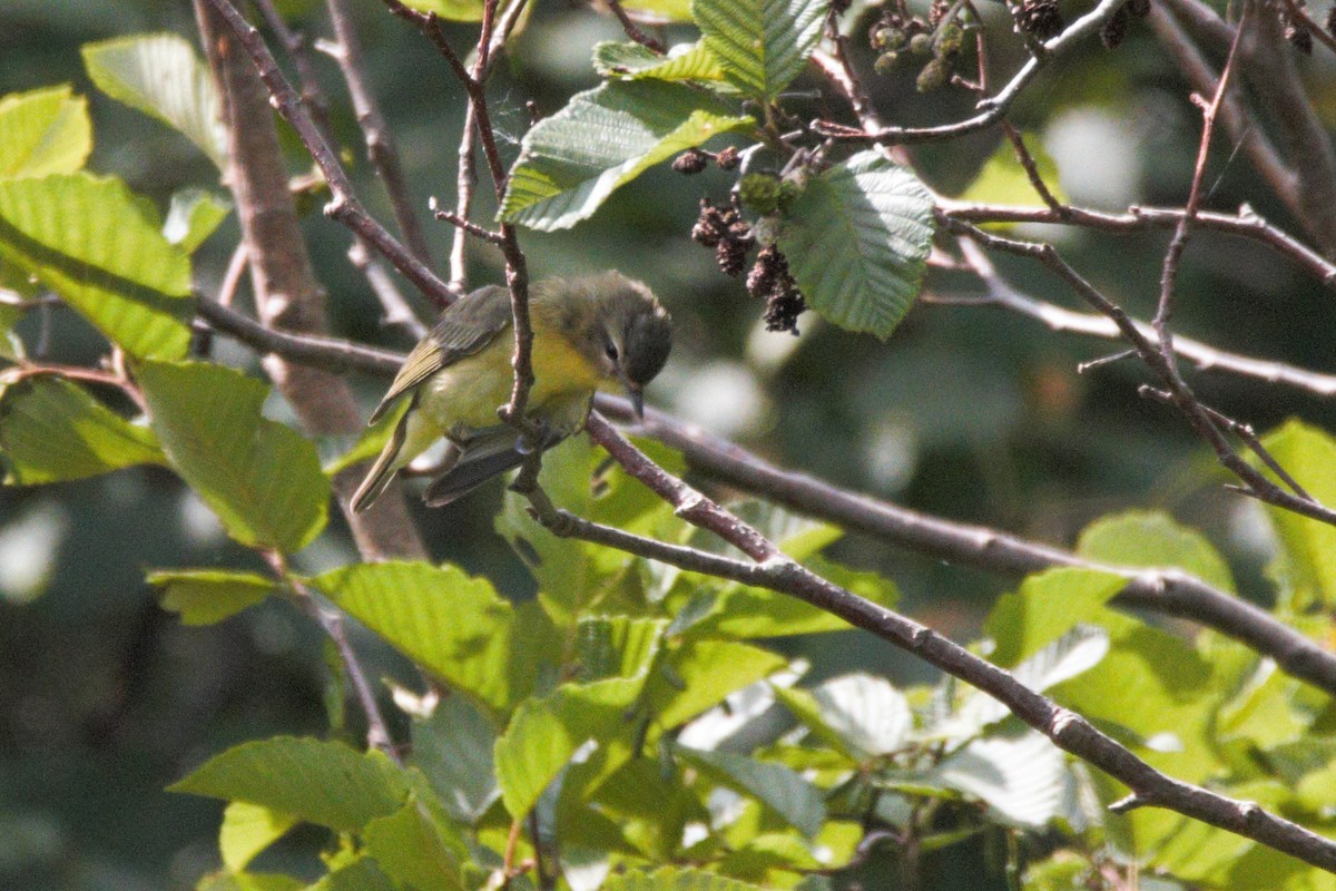 Philadelphia Vireo - ML255194141