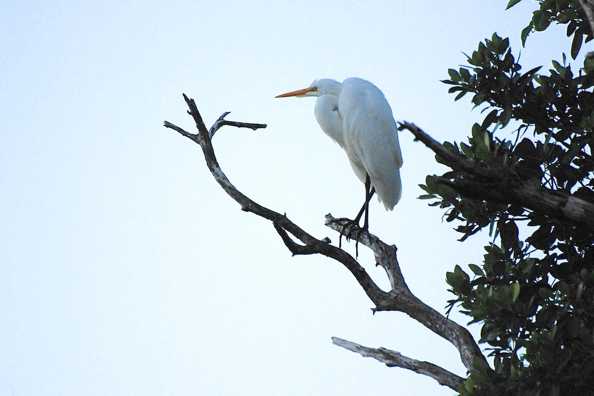 Great Egret - ML255197141