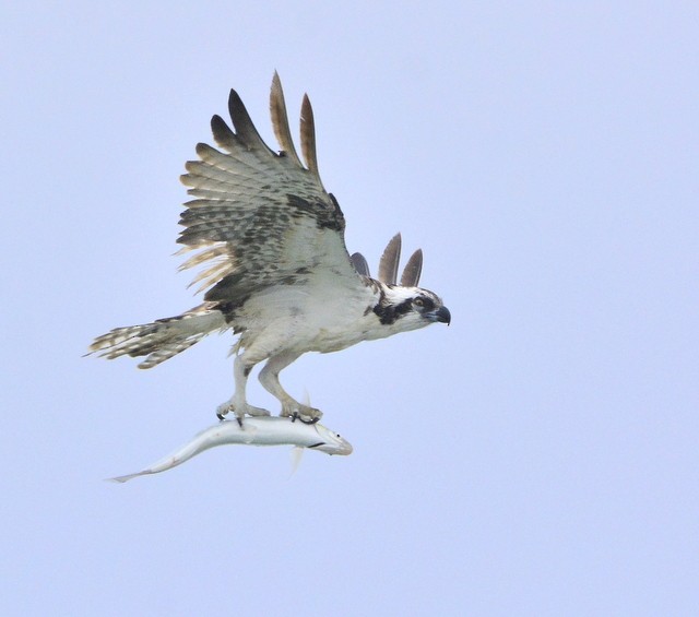 Osprey - ML255198371