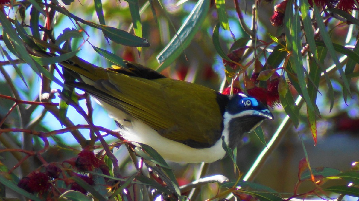 Blue-faced Honeyeater - ML255199831