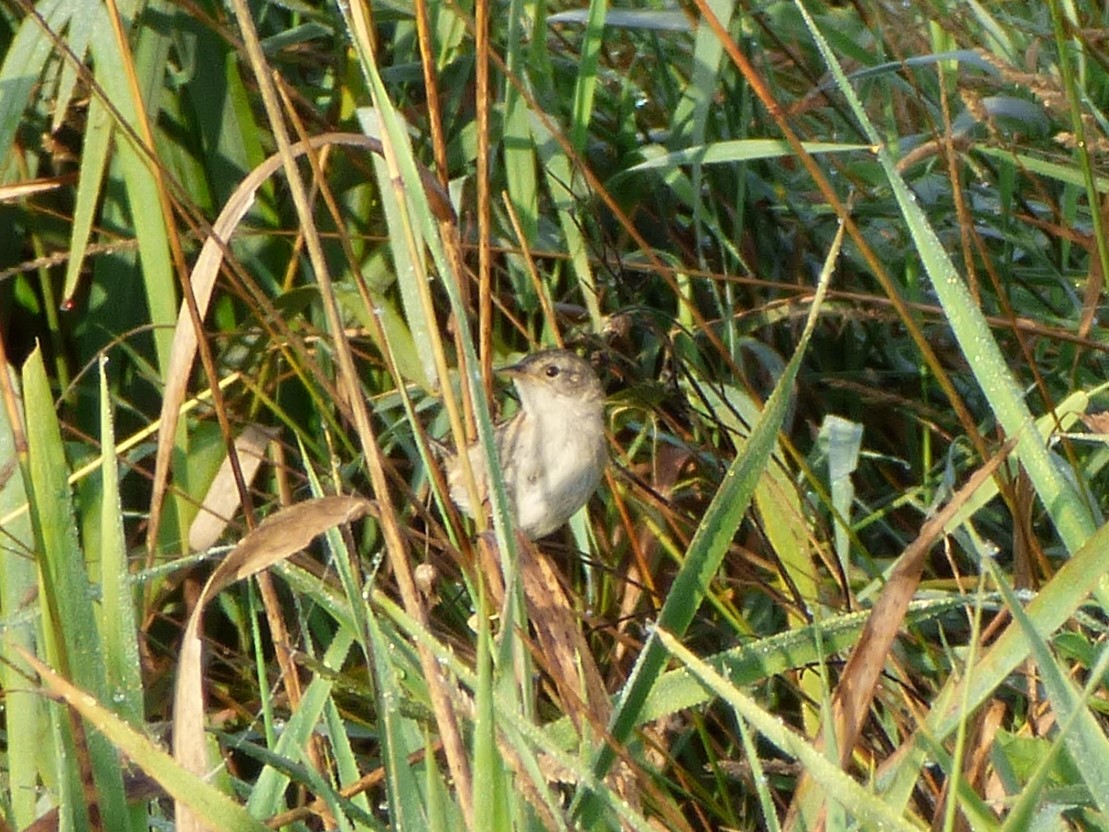 Sedge Wren - ML255201571