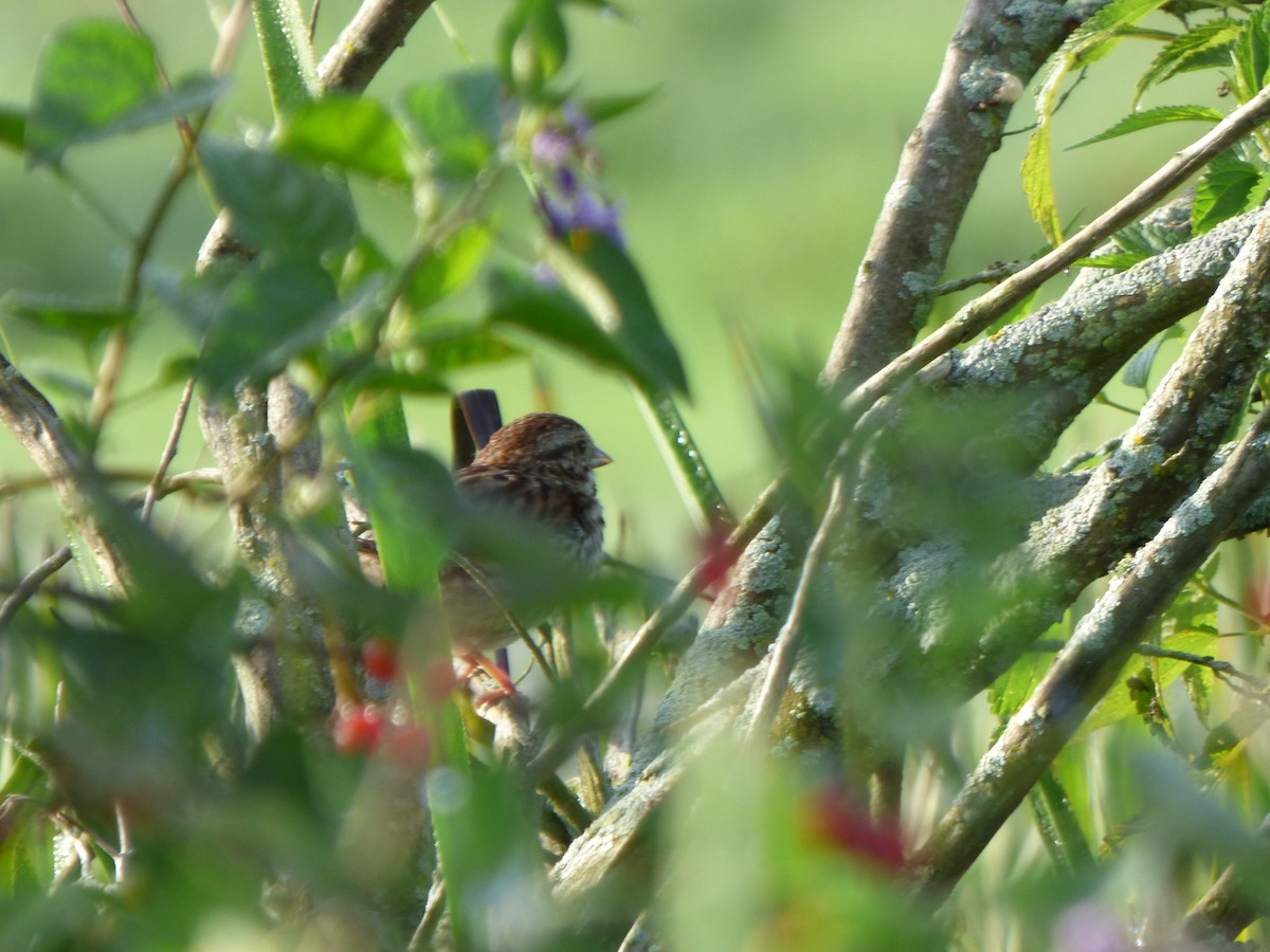 Song Sparrow - ML255202191