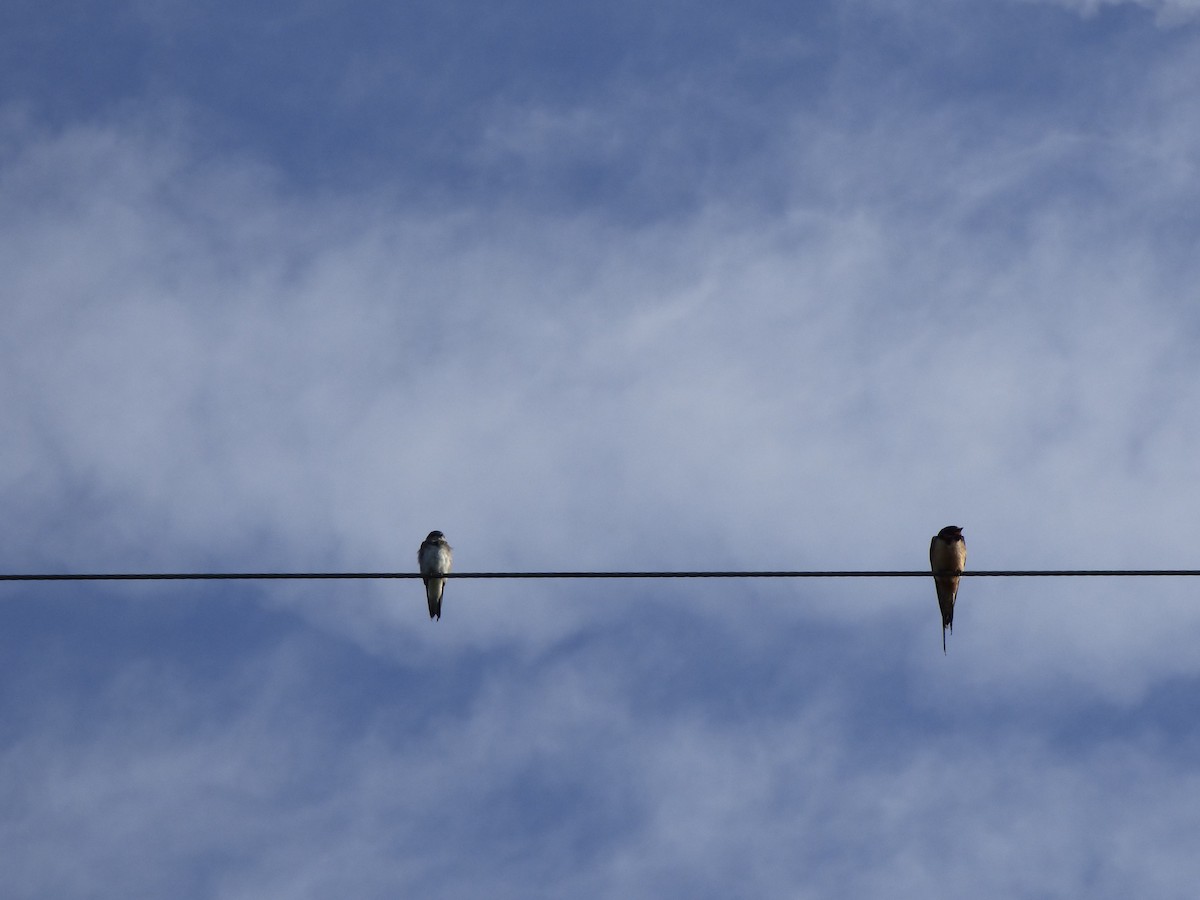 Bank Swallow - ML255202331