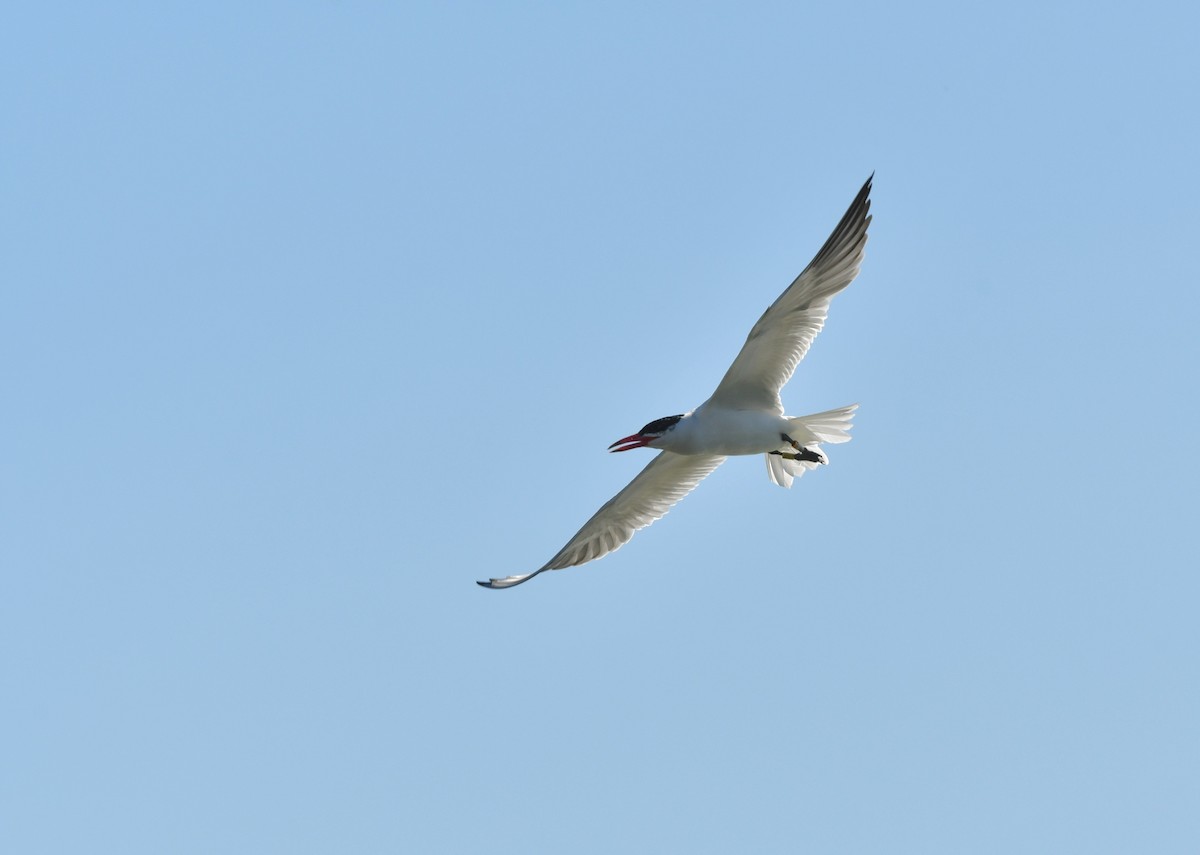 Caspian Tern - ML255202401